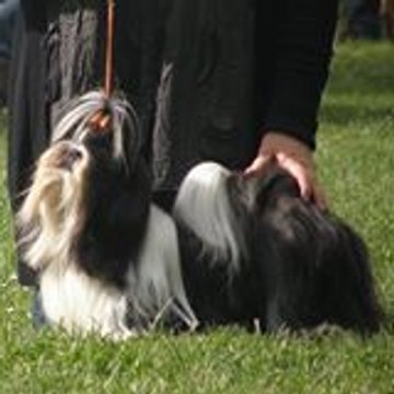marchesseau