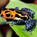 Pygmi