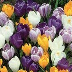 crocus