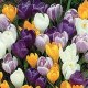 crocus