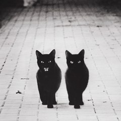 Asshole Cats