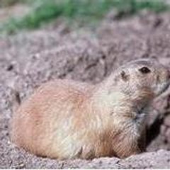 petitemarmotte78