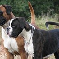 Alain Alain SARLANDIE