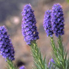amatistadream