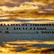 vidéo bretagne Guillemot