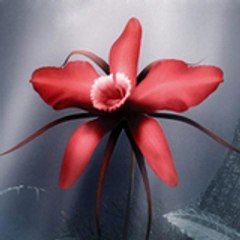 nirojasi