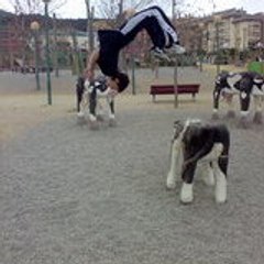 -peke-tricks-