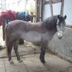 viloru