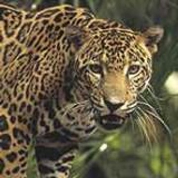 jaguardelplatanar