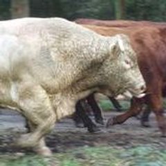 Guillaume Tesserault