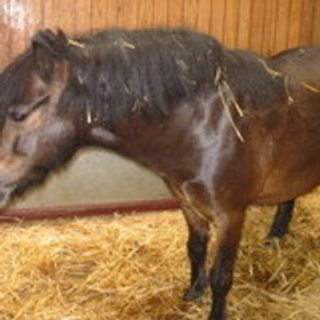 horse-ball52