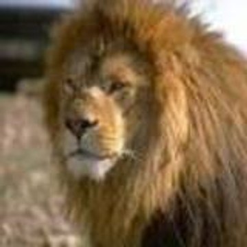 manhicham