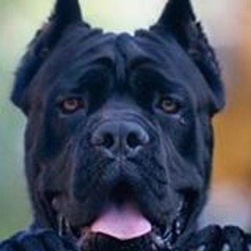 asiadoggy