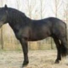 frisoue31
