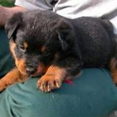 rott48