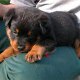 rott48