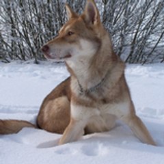 wolfNW