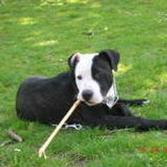 amstaff10