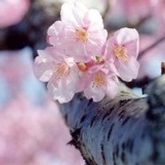 Tsukiy0