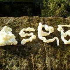 sebcbi1