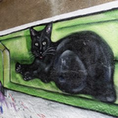 burrocatala