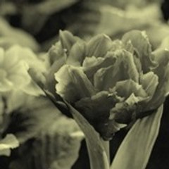 seramour