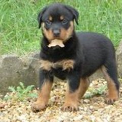Gizmoloo