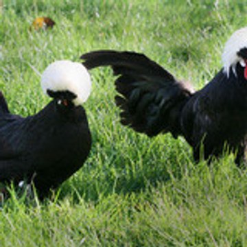 Wapinou