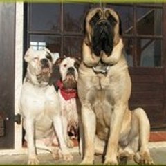 KRIS KMB HORSE DOG DODGE