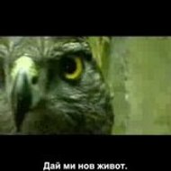 Predator In The Life