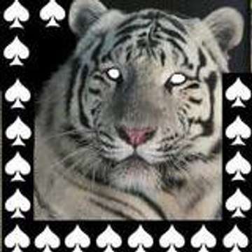 whitetigerkorn22