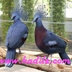 NAWRAS HADILE