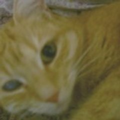 oce-cat66