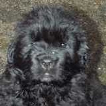 Cyril Gaelle Guerillon Ferry