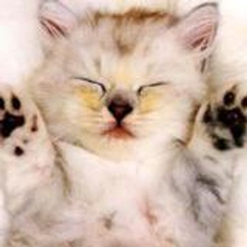Damien le Chat