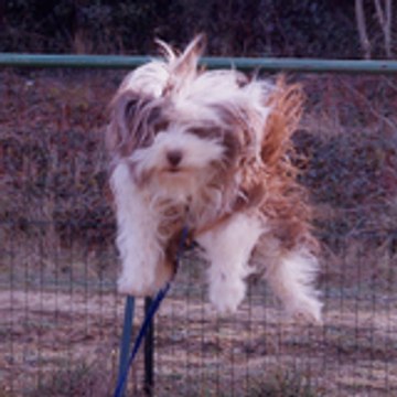 Dolly