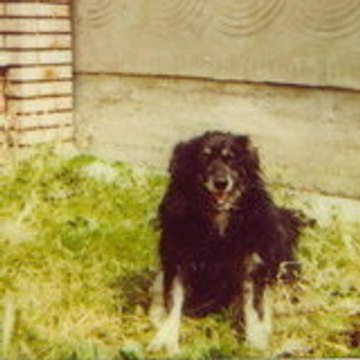 Csilla Stella