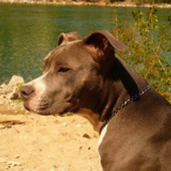 amstaff69200