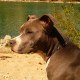amstaff69200