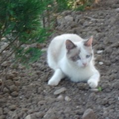 sireleon
