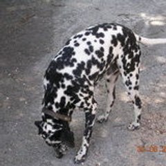 spottylapatate