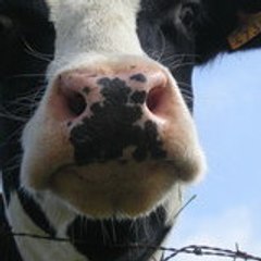 vache62