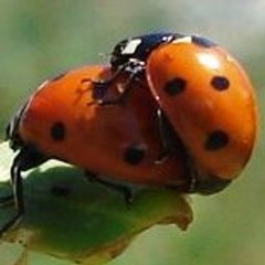 coccxyphil