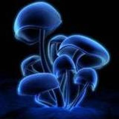 psylo93
