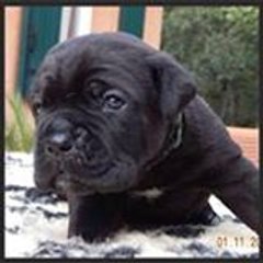 cane-corso-83