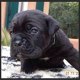 cane-corso-83