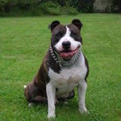 Pitbull