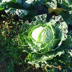AMAP Le Potager Meudonnais