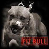 OF.pit bull