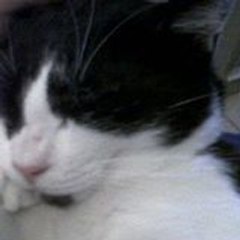 sanfilippo